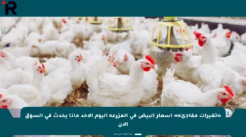 «تغيرات مفاجئة» أسعار البيض في المزرعة اليوم الأحد ماذا يحدث في السوق الآن